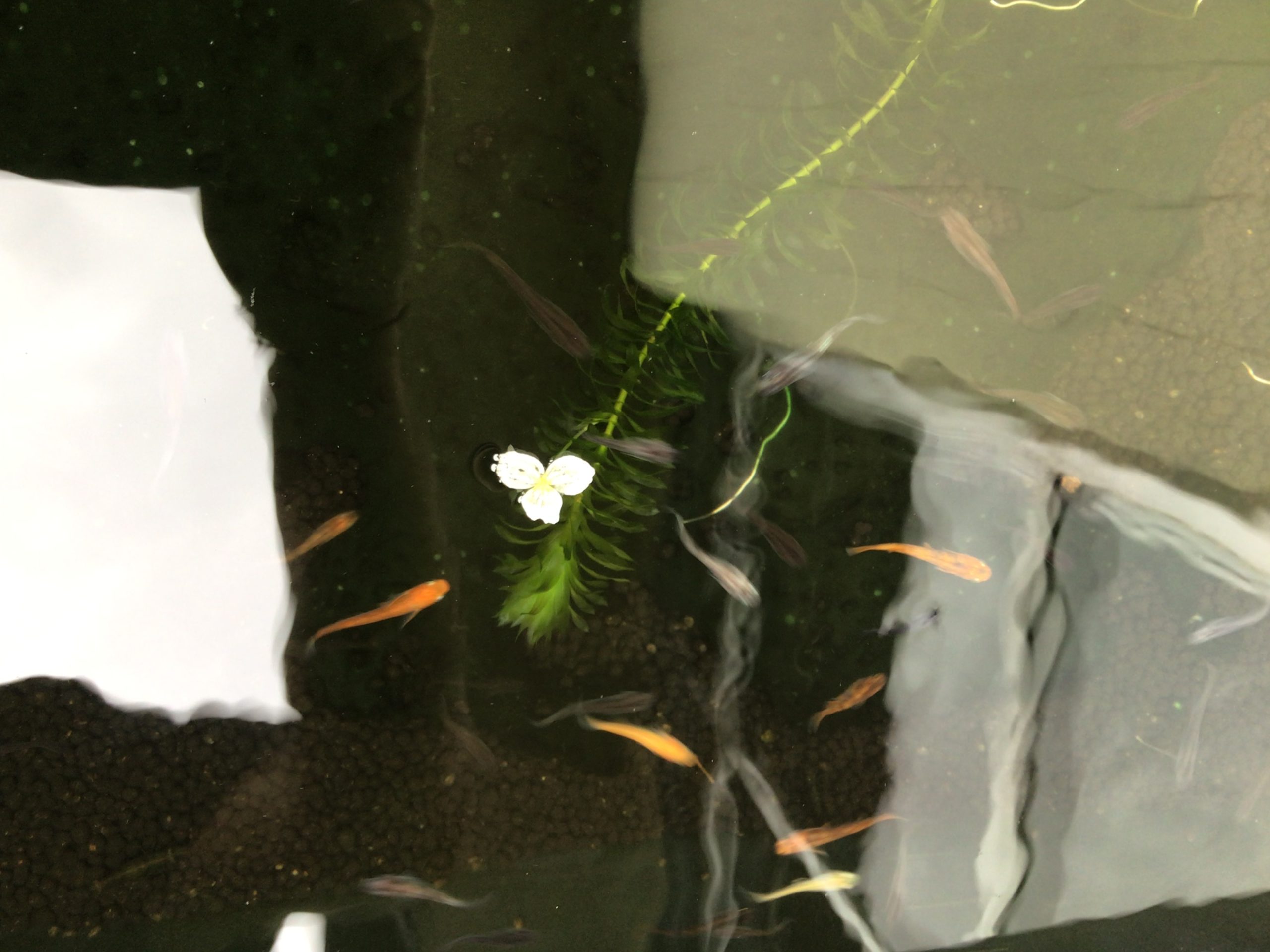 めだか水槽アナカリス水草の花です 尼崎市の就労継続支援b型 Start Work