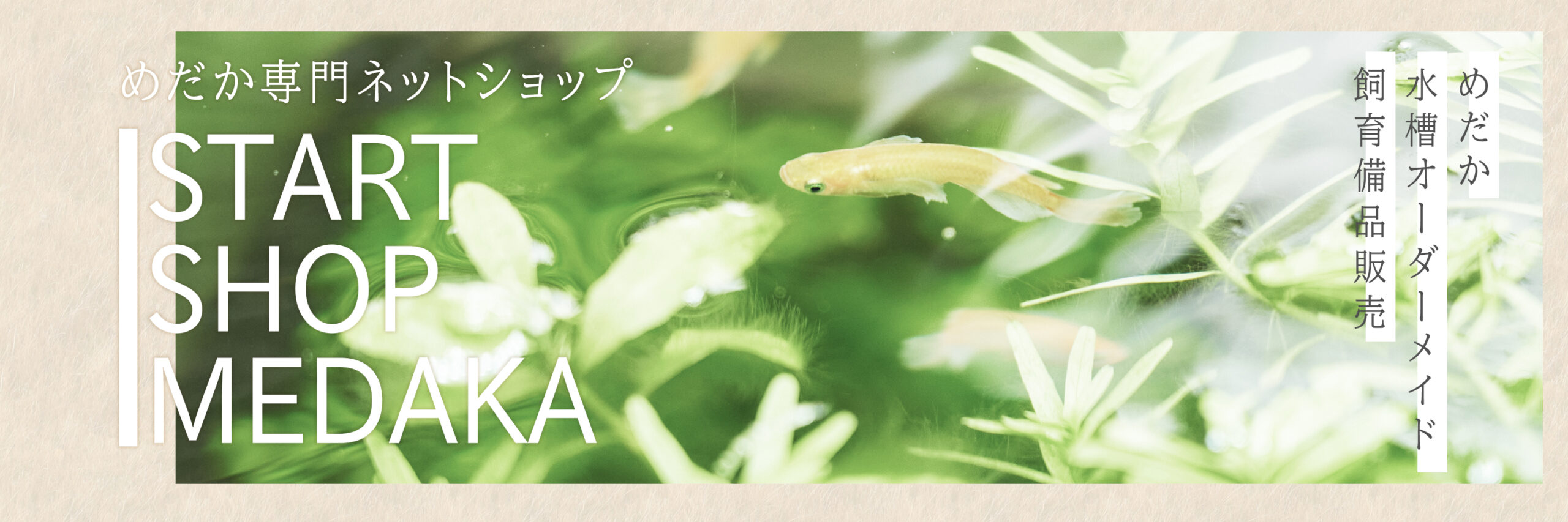 めだか水槽アナカリス水草の花です 尼崎市の就労継続支援b型 Start Work